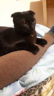 Кот терапевт 