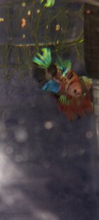 Интересный окрас хальмунов.