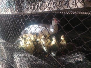 Мускусные утки.