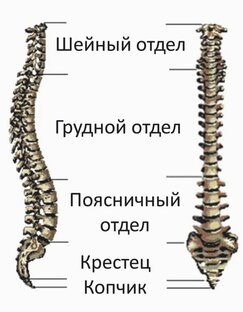 Заболевания позвоночника 