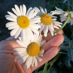 КЛУМБА! Смех, слезы и цветы... 