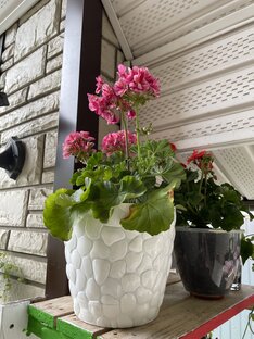 Уход за домашними цветами