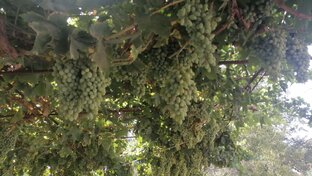 Про Узбекистан 