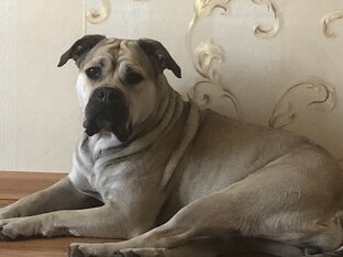 Купили большой дом для собаки. 