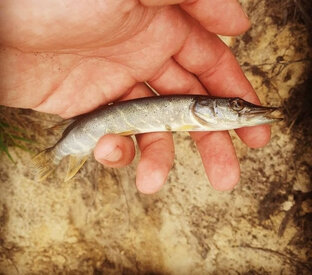 Статья про Щуку🐊