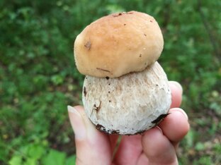 Грибы. Много грибов 🍄🌲