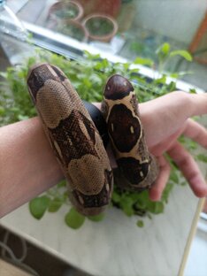 Уборка у животных