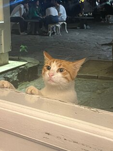 Стамбульский хозяин.