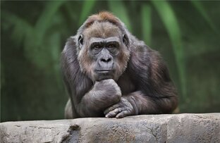 Размышлизмы