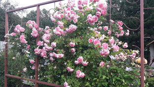 Всё о плетистых розах