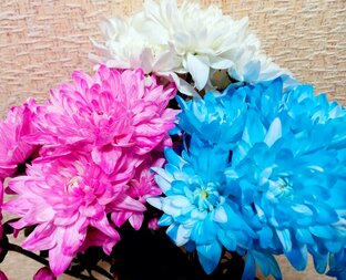 ЖИВОТНЫЕ И ВЛОГИ