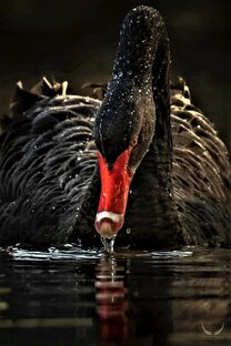 Когнитивные механизмы