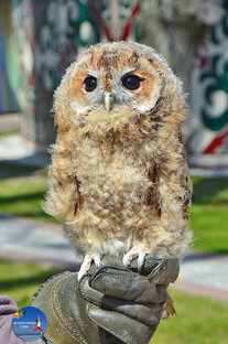 Совы и филины Музея "ФилоСовия" в Зеленоградске