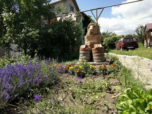 Дикоросы Поволжья и как я их использую уже полвека. 