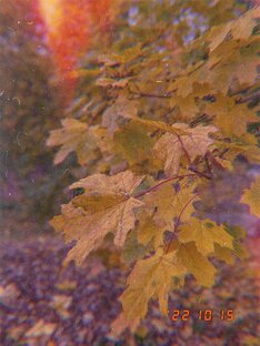 осенние моменты🍁🍂