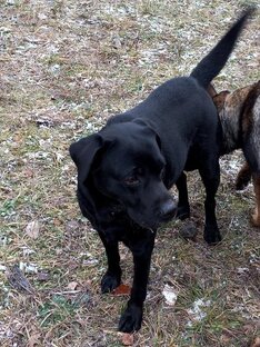 Саймон ,пес которого любили и отдали 