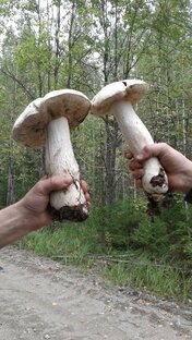 ГРИБЫ – ВИДЕО