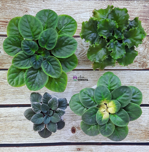 Обзор коллекции 