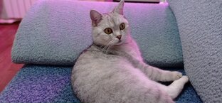 Мой шотландский кот Иосиф. 