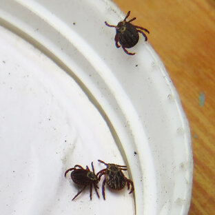 Клещи. Эксперименты с защитой от паразитов