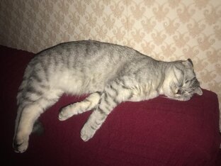 Нюша