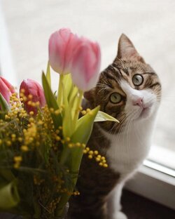 Пушистые истории 😻