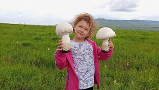 Грибы. Тихая охота