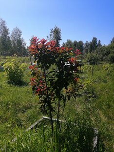 Дачная жизнь