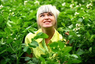 КАРТОФЕЛЬ | КУЛЬТИВАЦИЯ ЗЕМЛИ сидераты / Вспашка мотоблоком 