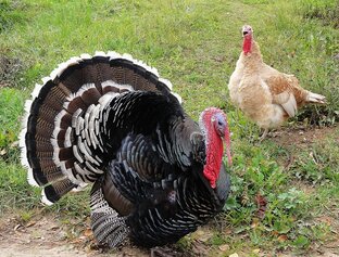 Птицеводство нашего хозяйства