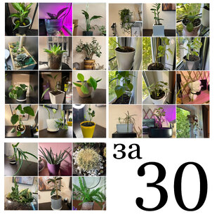 Поваренная книга цветовода-анархиста