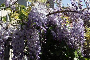 Цветы, природа, красота