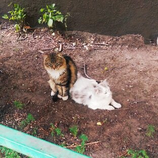 Бездомные животные 🐱🐶