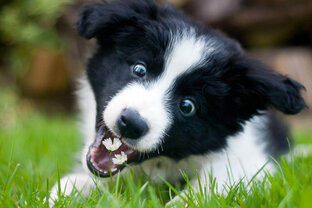 Породы собак