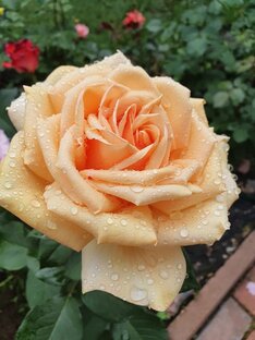 Розы-иностранки.