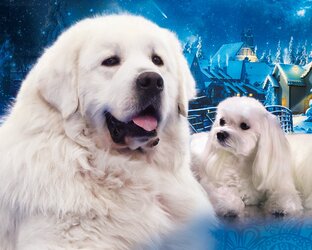 Жизнь питомника АНЕКА БОС.