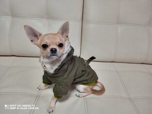 Чихуахуа Бонапарт (Боня)🐕.