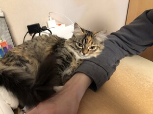 Уход за кошками