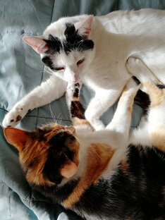 Испанские котики