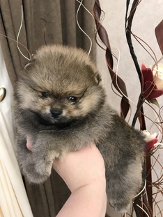 Шпицедетка