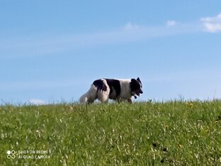 Собаки в душе, собаки в сердце