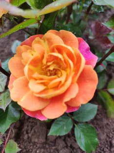 Розы моего сада