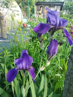 Начало цветения в саду