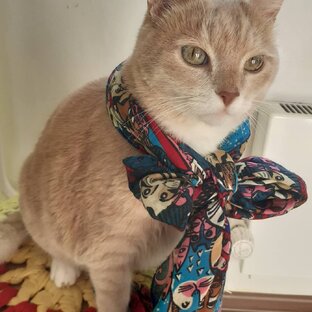 Фиша Кисулькин и другие