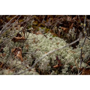 Васюганские болота