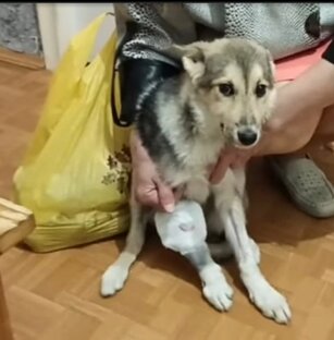 ВОЛЧИША - спасение и новая жизнь!