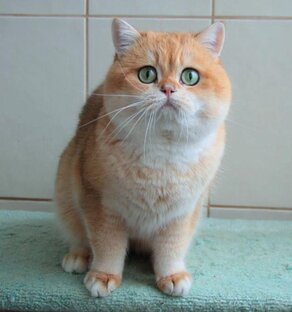 Шиншилльные окрасы