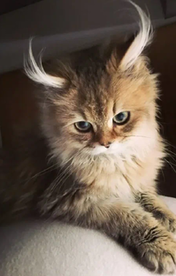 Наши любимые кошки!