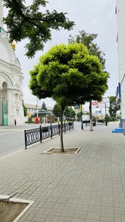 В центре г. Астрахани можно найти такое интересное деревце