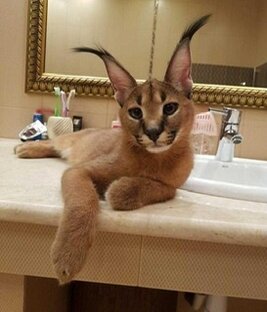 Рубрика «Необычные домашние животные»